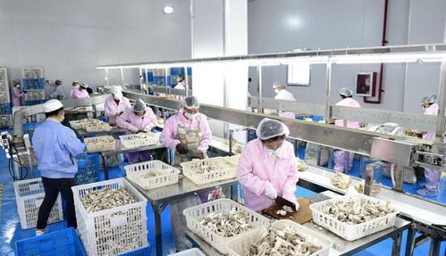 湖北隨州逸村機(jī)械 數(shù)字化賦能食用菌裝備，智造產(chǎn)品暢銷(xiāo)海內(nèi)外