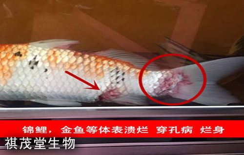 魚(yú)類肝膽疾病的成因、防治措施及五黃粉（五黃散）的應(yīng)用詳解