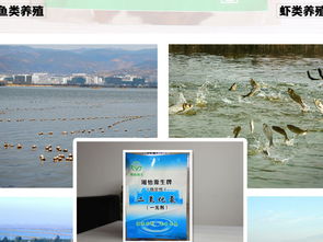 二氧化氯在水產(chǎn)魚(yú)病防治中的應(yīng)用 專業(yè)消毒劑的科學(xué)使用