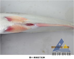巴沙魚(yú)細(xì)菌性敗血癥防控指南 從病原解析到綜合防治策略