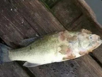 水產(chǎn)養(yǎng)殖遇上水霉病，該怎么防治？一篇實(shí)用的魚(yú)病防治指南