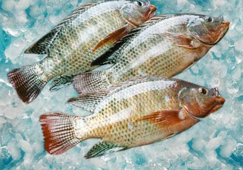水產(chǎn)人注意 套養(yǎng)這些魚(yú)品種，低成本實(shí)現(xiàn)病害防治