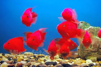 魚(yú)缸全面護(hù)理指南 清洗、消毒、換水與魚(yú)病防治
